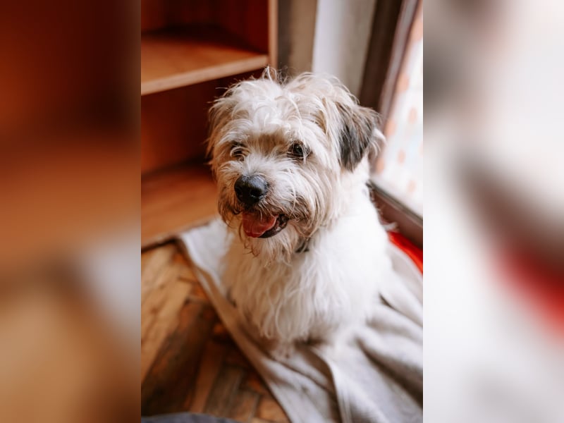 Lieber Beni sucht seine Familie