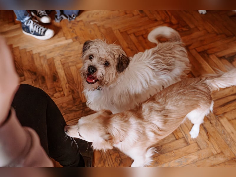 Lieber Beni sucht seine Familie