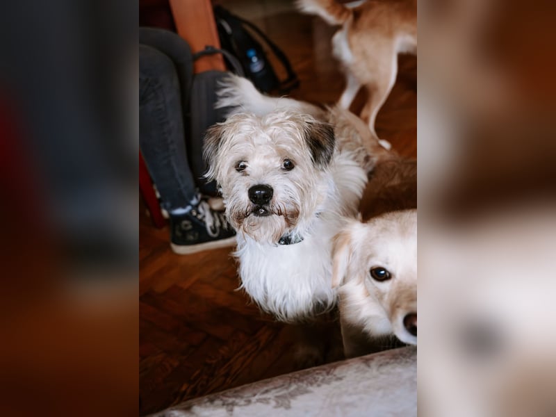 Lieber Beni sucht seine Familie