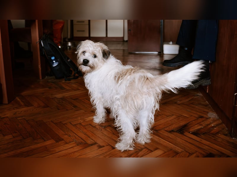 Lieber Beni sucht seine Familie