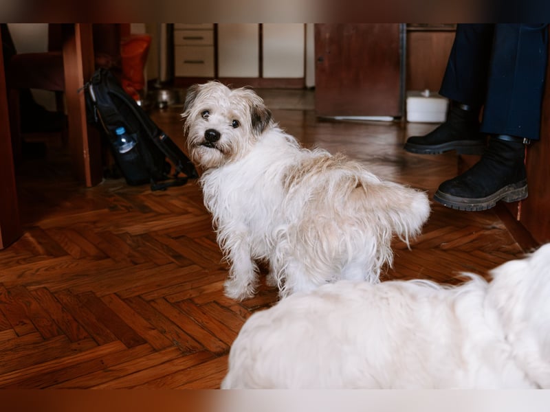 Lieber Beni sucht seine Familie