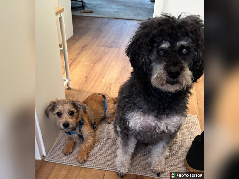 Gabby, kleines Herz hat große Träume, PS in 04552 Borna