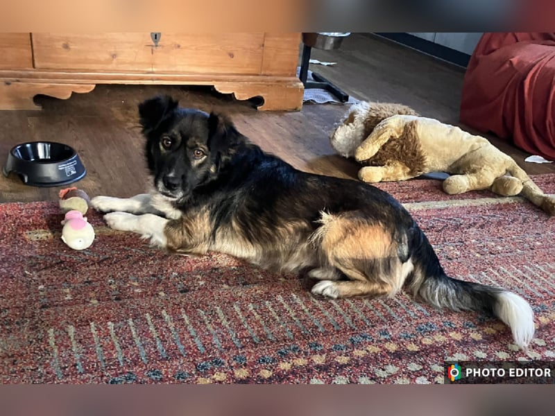 Woody, entspannter und unkomplizierter Begleiter, PS in 25767 Albersdorf