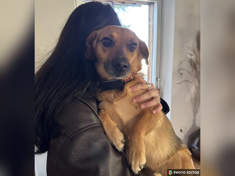 Tabby sucht ein sicheres Zuhause