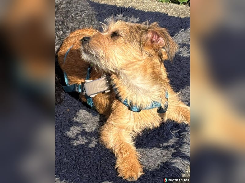 Gabby, kleines Herz hat große Träume, PS in 04552 Borna