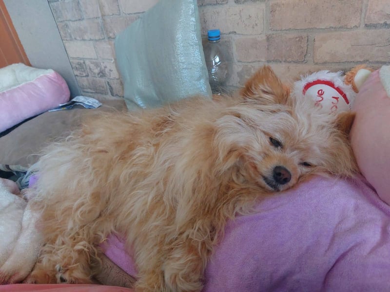 Duke, kleiner Herzenshund sucht sein Glück, PS in 15741 Bestensee