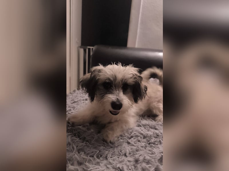 Kleines Welpenmädchen Pixy sucht aktive Familie