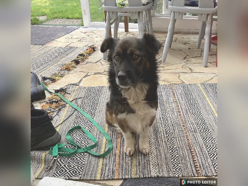 Woody, entspannter und unkomplizierter Begleiter, PS in 25767 Albersdorf