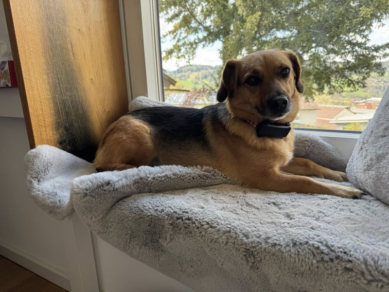 Tabby sucht ein sicheres Zuhause
