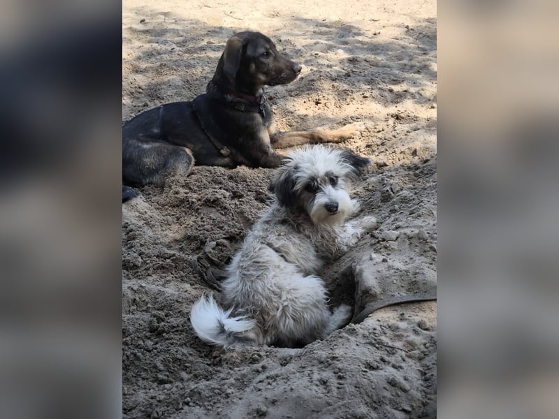 Kleines Welpenmädchen Pixy sucht aktive Familie