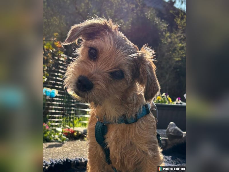 Gabby, kleines Herz hat große Träume, PS in 04552 Borna