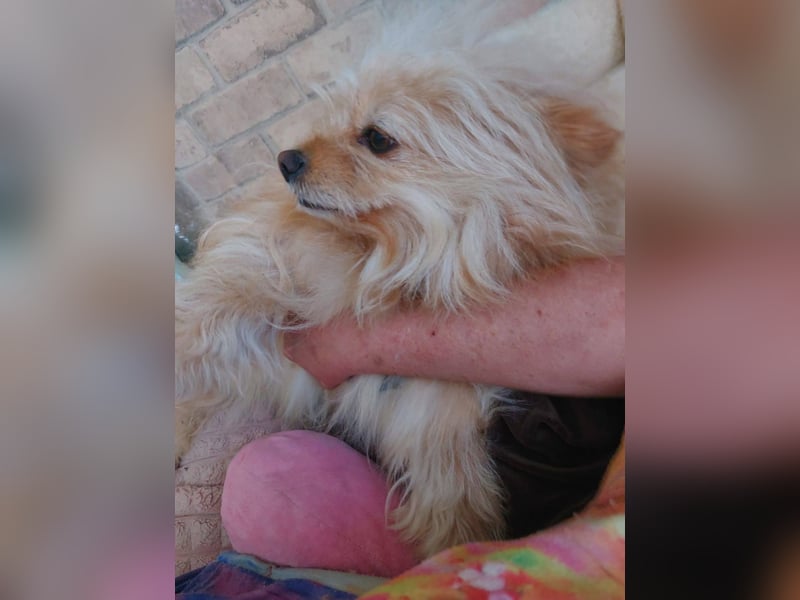 Duke, kleiner Herzenshund sucht sein Glück, PS in 15741 Bestensee