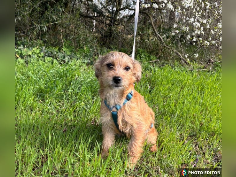 Gabby, kleines Herz hat große Träume, PS in 04552 Borna