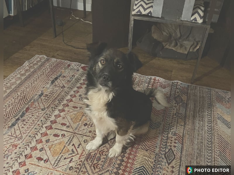 Woody, entspannter und unkomplizierter Begleiter, PS in 25767 Albersdorf