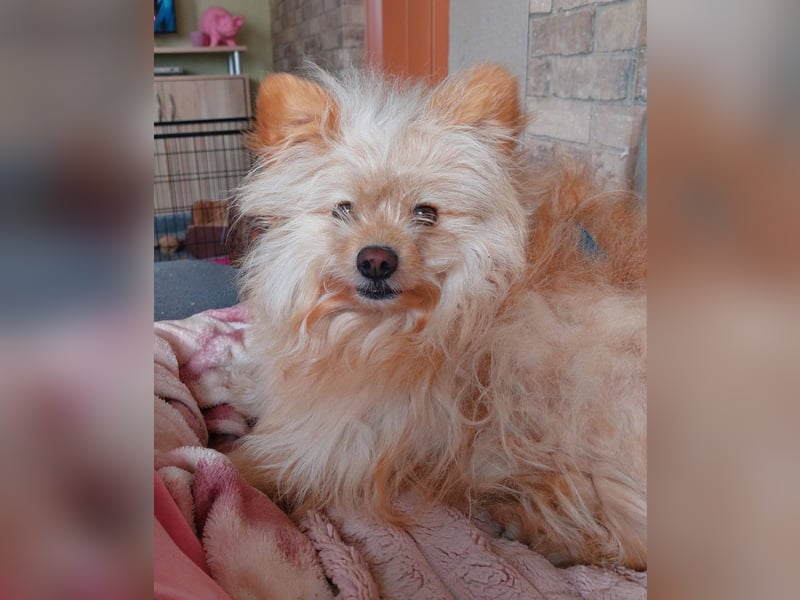 Duke, kleiner Herzenshund sucht sein Glück, PS in 15741 Bestensee