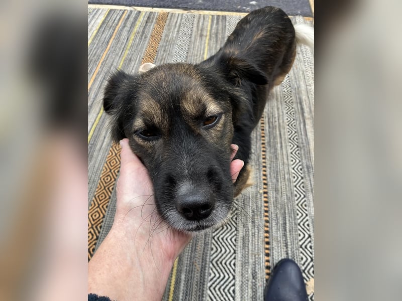 Woody, entspannter und unkomplizierter Begleiter, PS in 25767 Albersdorf