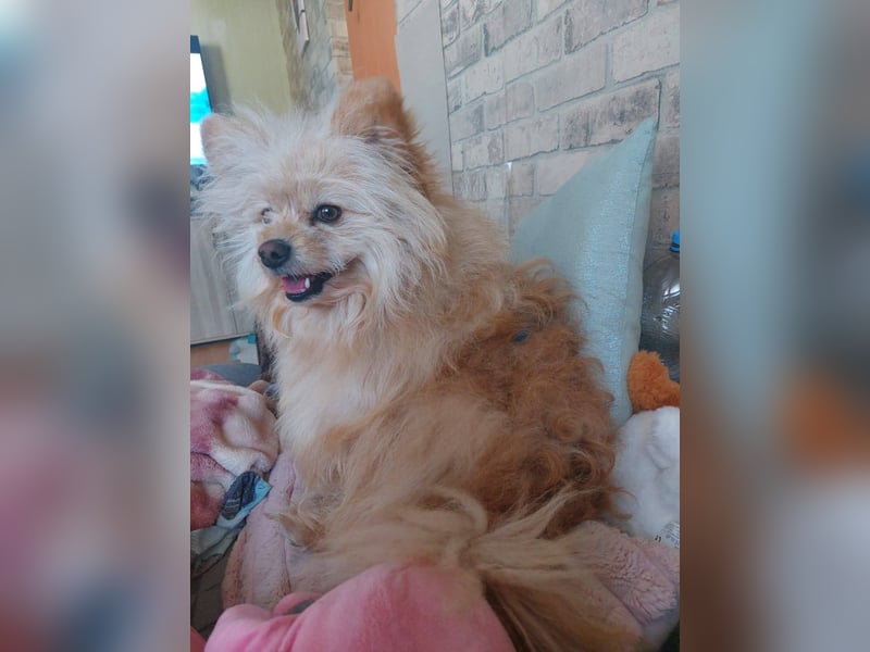 Duke, kleiner Herzenshund sucht sein Glück, PS in 15741 Bestensee