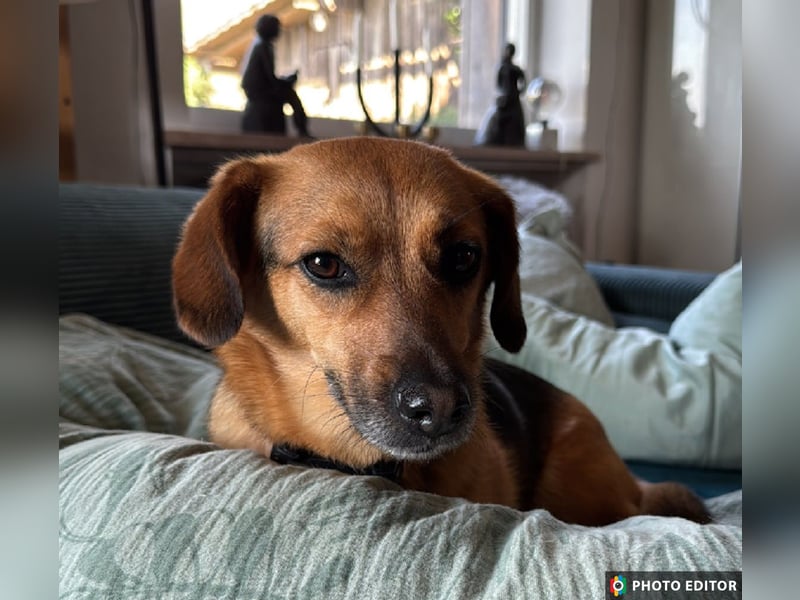 Tabby sucht ein sicheres Zuhause