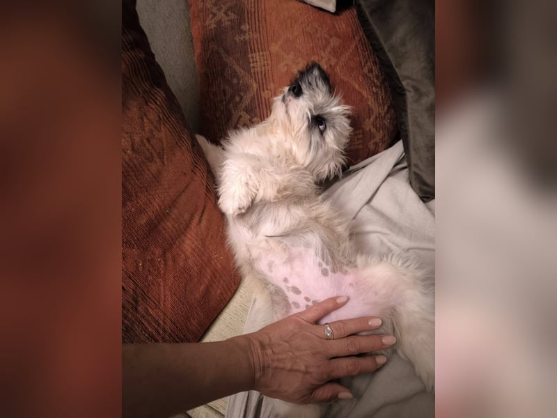 Kleines Welpenmädchen Pixy sucht aktive Familie