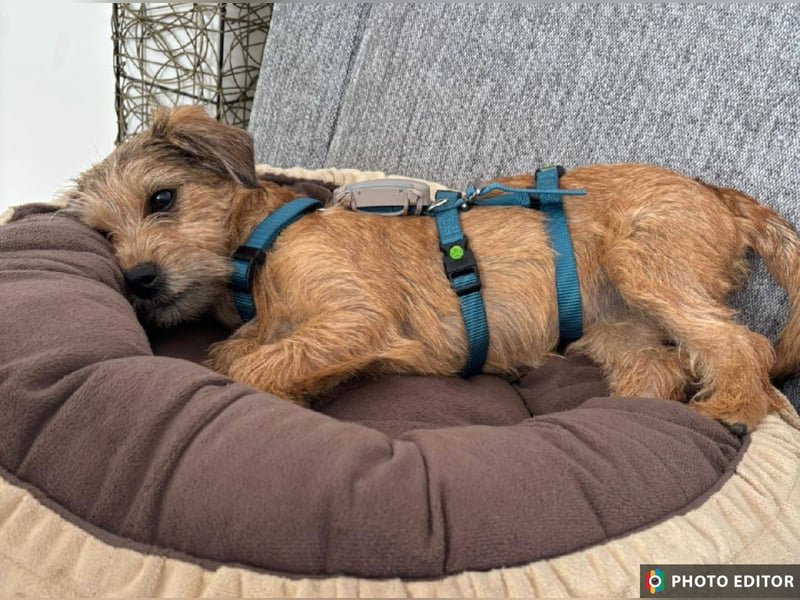 Gabby, kleines Herz hat große Träume, PS in 04552 Borna