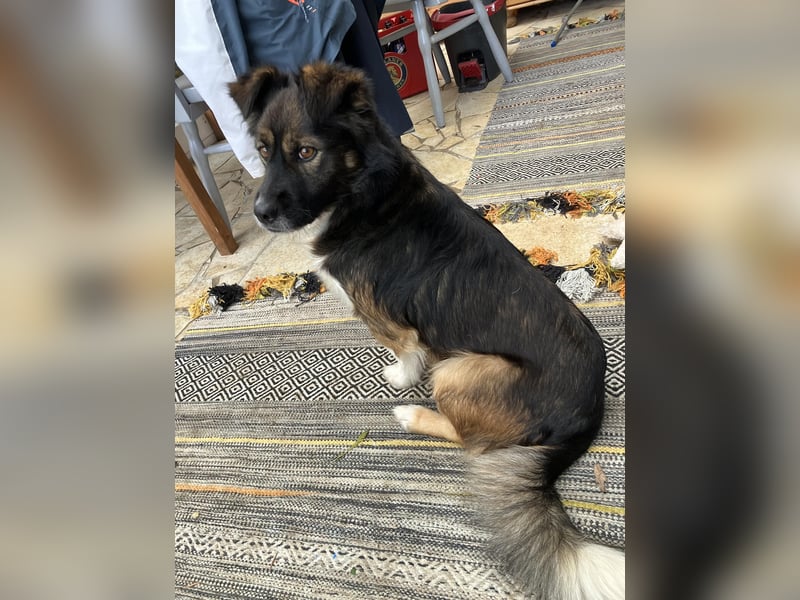 Woody, entspannter und unkomplizierter Begleiter, PS in 25767 Albersdorf