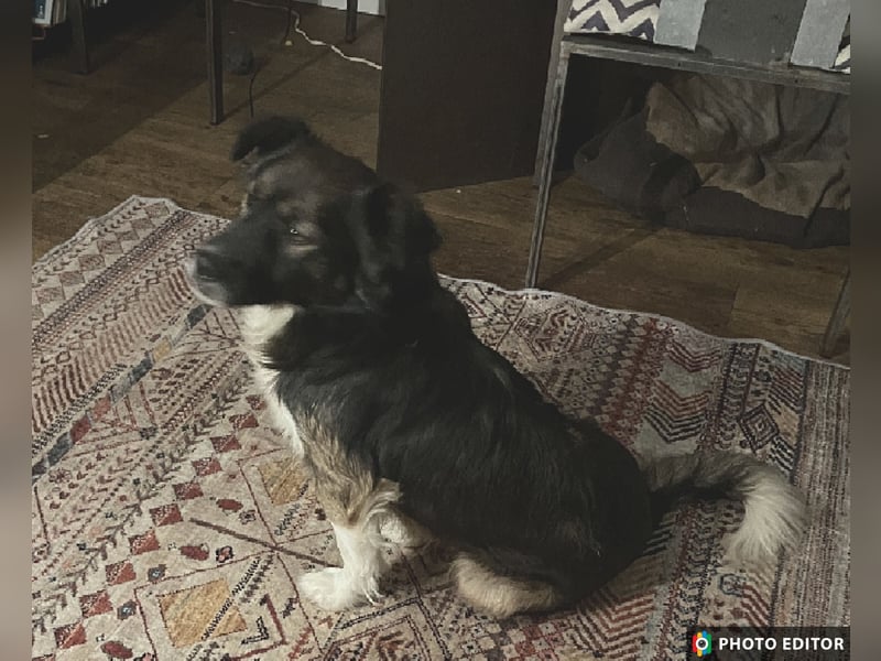 Woody, entspannter und unkomplizierter Begleiter, PS in 25767 Albersdorf