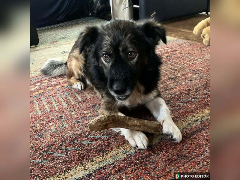 Woody, entspannter und unkomplizierter Begleiter, PS in 25767 Albersdorf