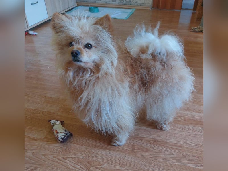 Duke, kleiner Herzenshund sucht sein Glück, PS in 15741 Bestensee