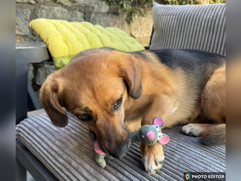Tabby sucht ein sicheres Zuhause