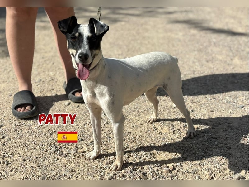 Patty,geb.06/24,unkompliziertes Bodeguero Mix Mädel sucht ihre Familie