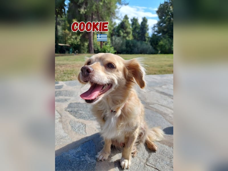 Cookie,geb.09/20,liebevolles Kokoni Mischlingsmädel sucht ihre Menschen Cookie,geb.09/20,liebevolles Kokoni Mischlingsmädel sucht ihre Menschen