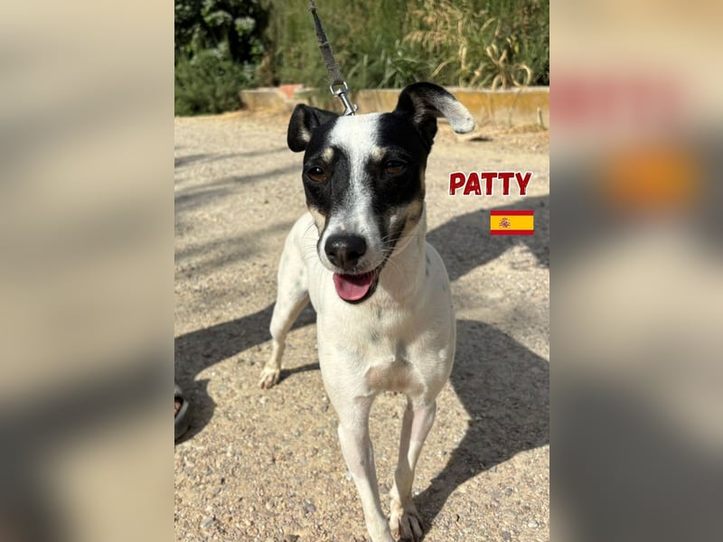 Patty,geb.06/24,unkompliziertes Bodeguero Mix Mädel sucht ihre Familie