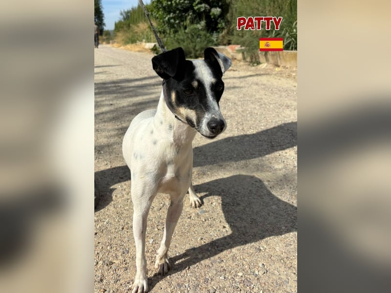 Patty,geb.06/24,unkompliziertes Bodeguero Mix Mädel sucht ihre Familie