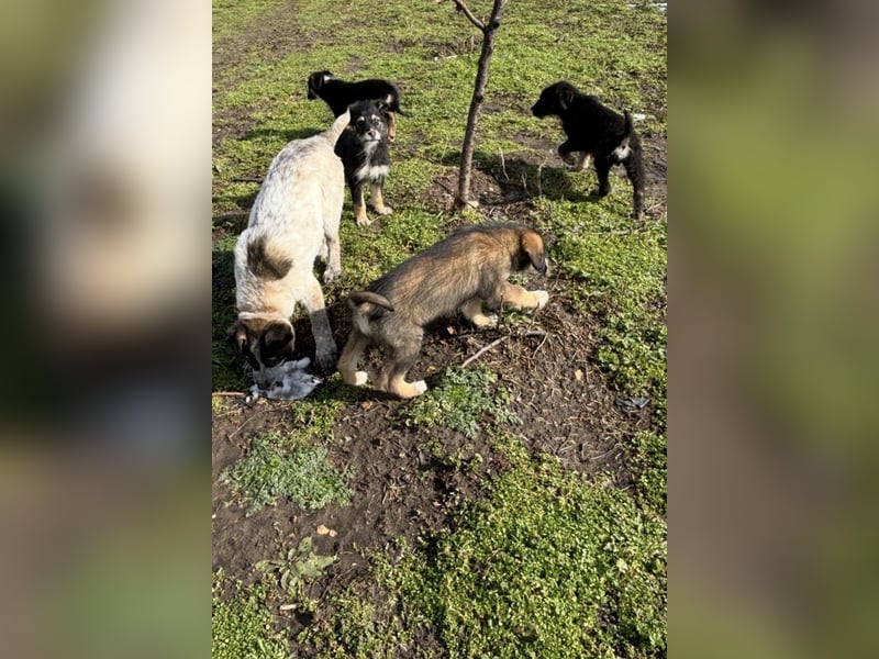 3 hübsche Mischlingswelpen