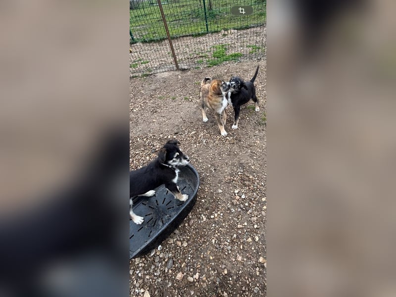 Stina Mischlingswelpen Hündin