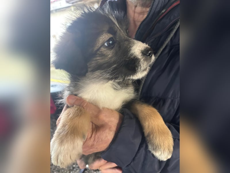 3 hübsche Mischlingswelpen