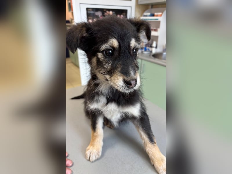 3 hübsche Mischlingswelpen