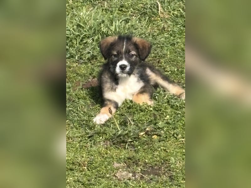 3 hübsche Mischlingswelpen