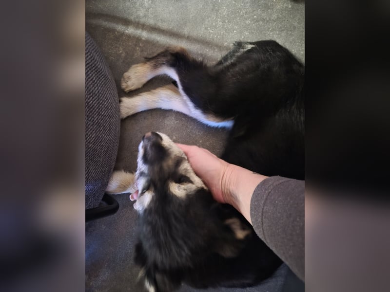 Stina Mischlingswelpen Hündin