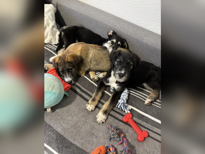 Stina Mischlingswelpen Hündin