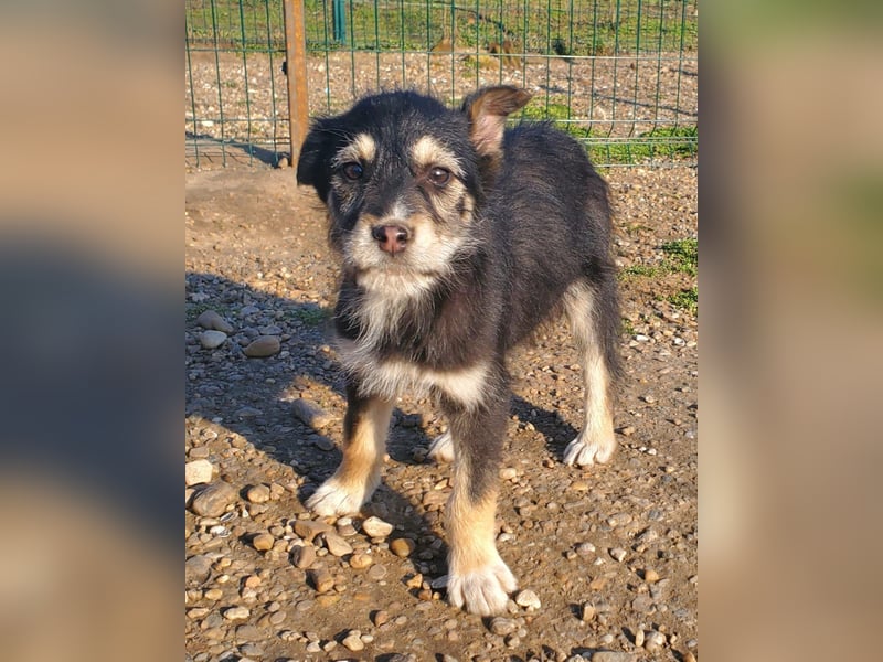 3 hübsche Mischlingswelpen