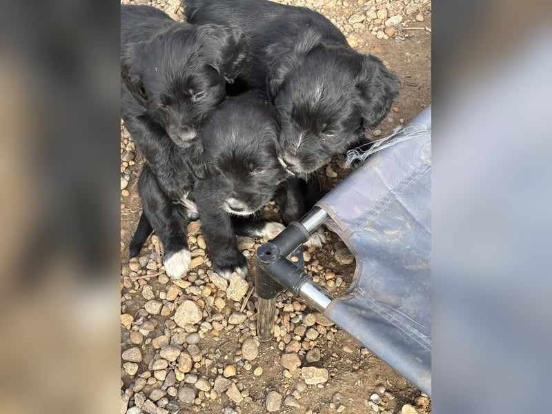 3 kleinbleibende Mischlingswelpen