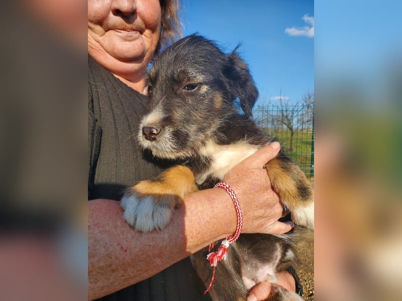 3 hübsche Mischlingswelpen