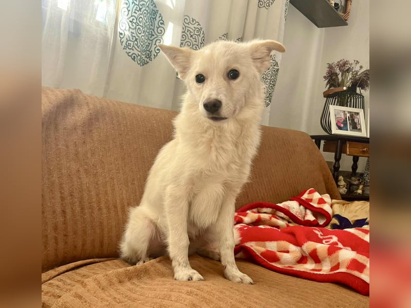 Blanco, kleiner Spitz Mischlingsrüde