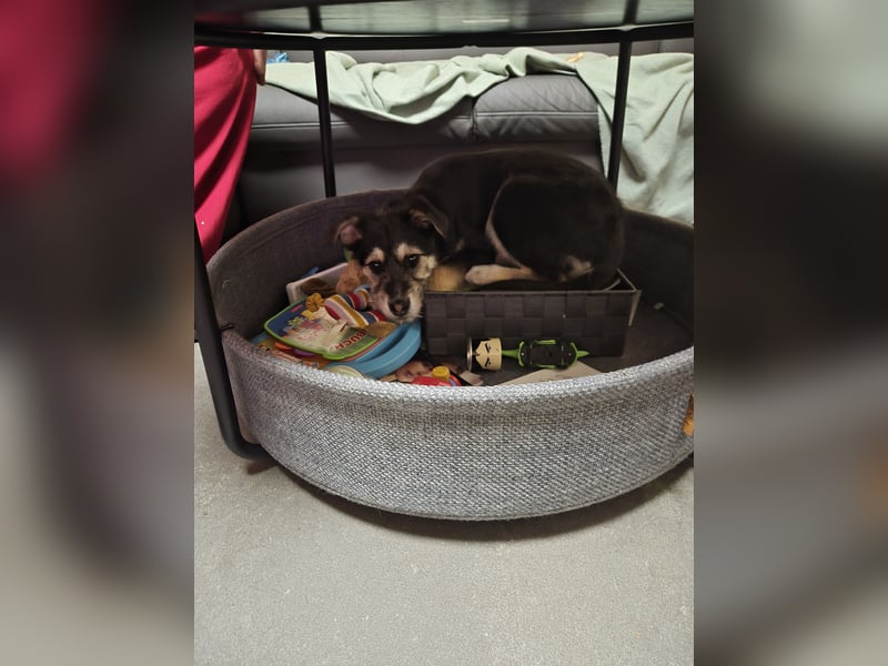 Stina Mischlingswelpen Hündin