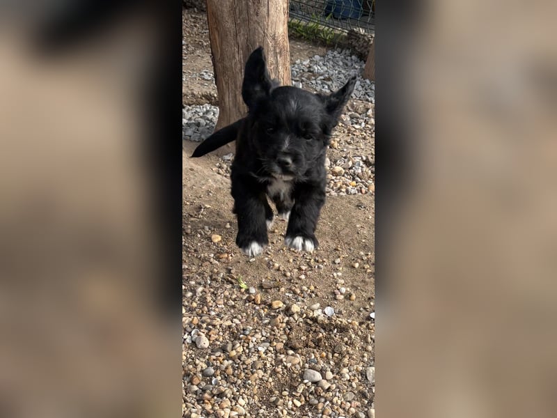 3 kleinbleibende Mischlingswelpen