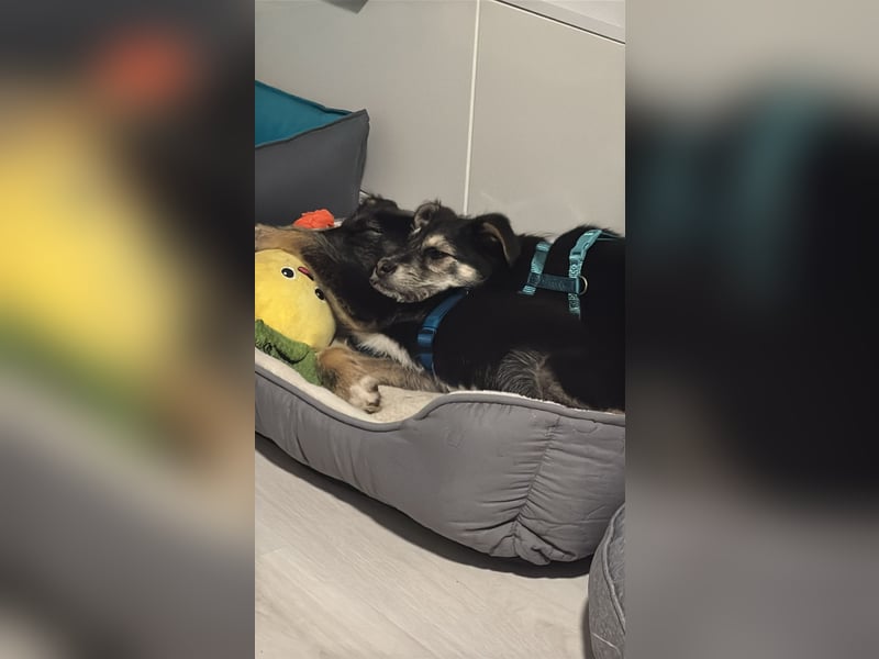 Stina Mischlingswelpen Hündin