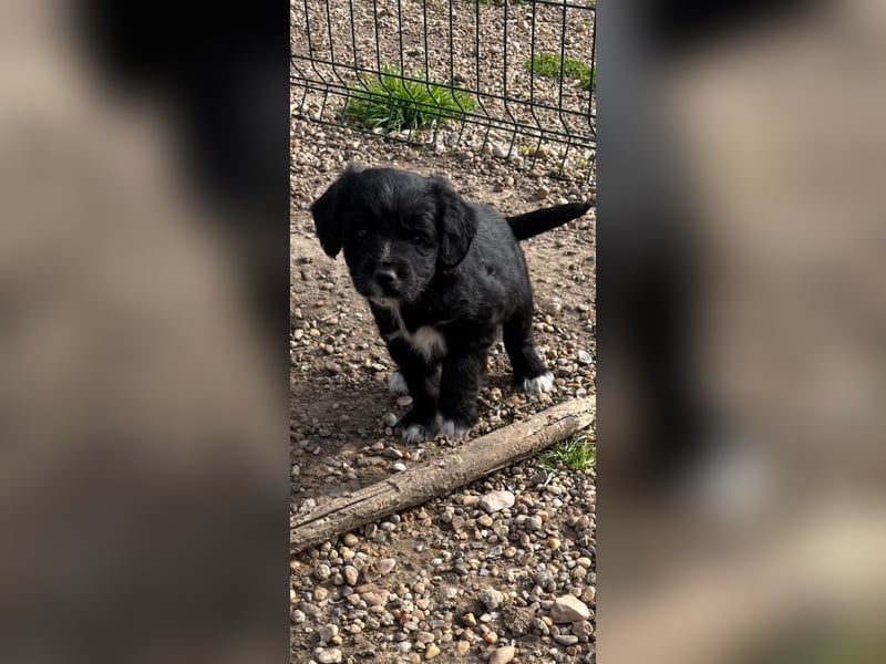 3 kleinbleibende Mischlingswelpen