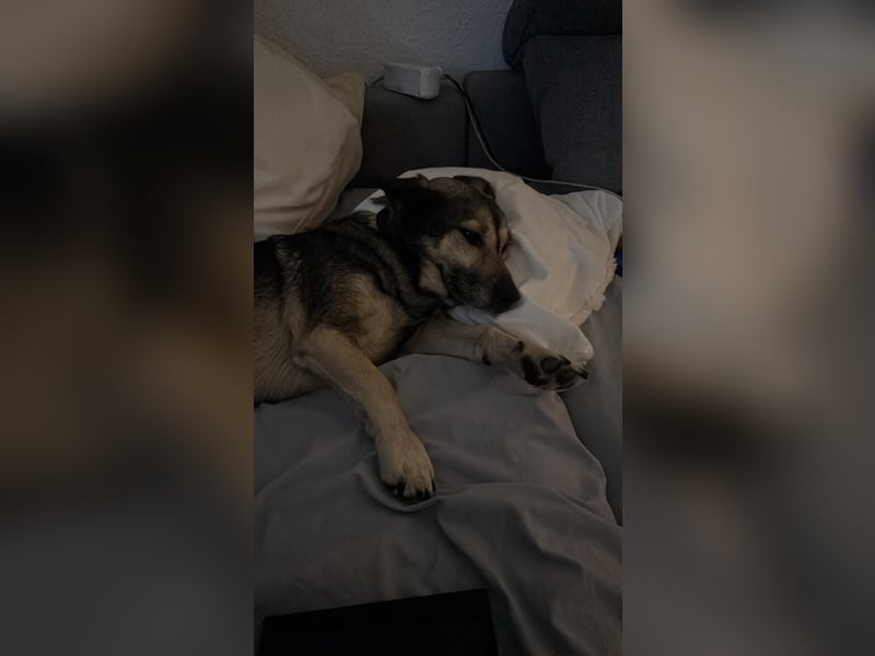 Barney,  lieber Mischlingsrüde