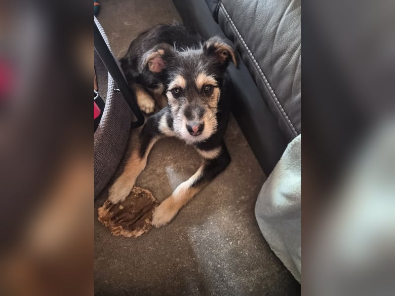 Stina Mischlingswelpen Hündin